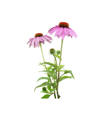 Echinacea-Dry-Extract-product Echinacea-Dry-Extract-product