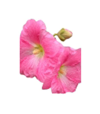 Hollyhock-Glycerol-Extract-product Hollyhock-Glycerol-Extract-product
